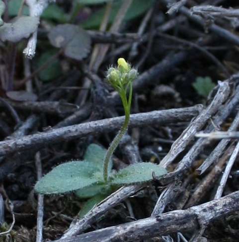 Image of Draba nemorosa specimen.