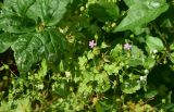 View full-size image Geranium lucidum