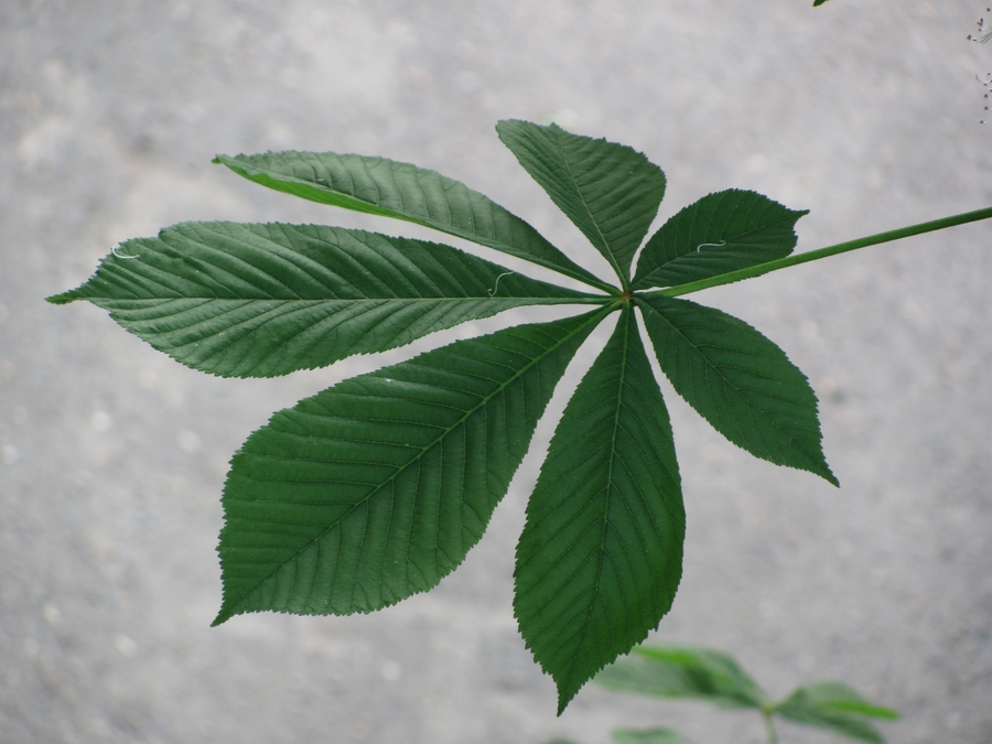 Image of Aesculus hippocastanum specimen.