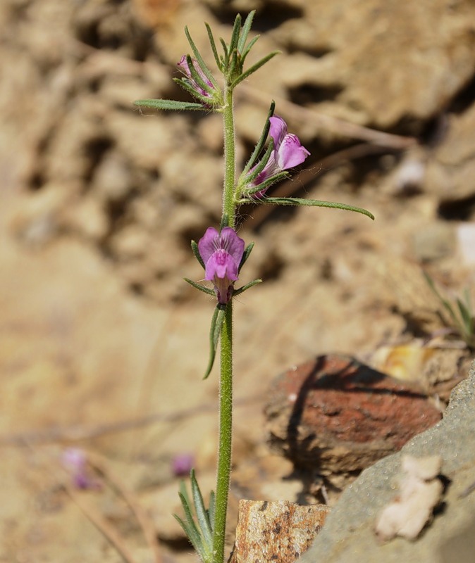 Image of Misopates orontium specimen.