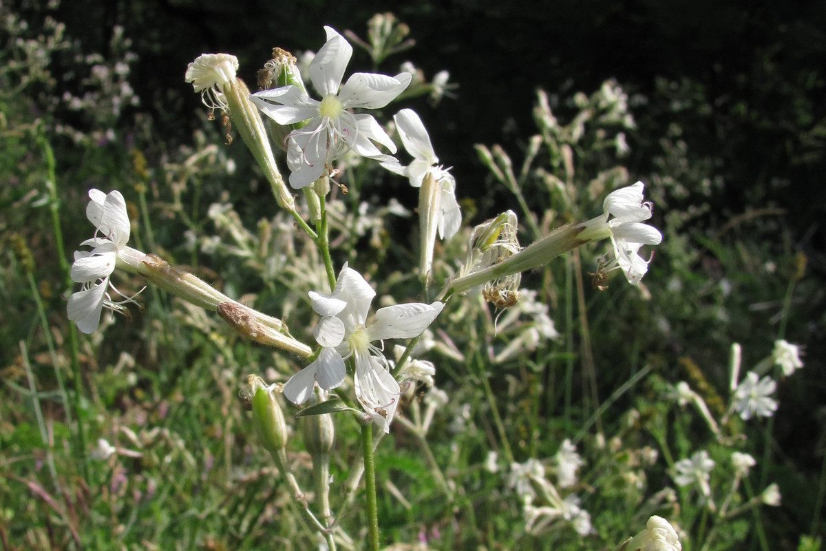 Image of Silene italica specimen.