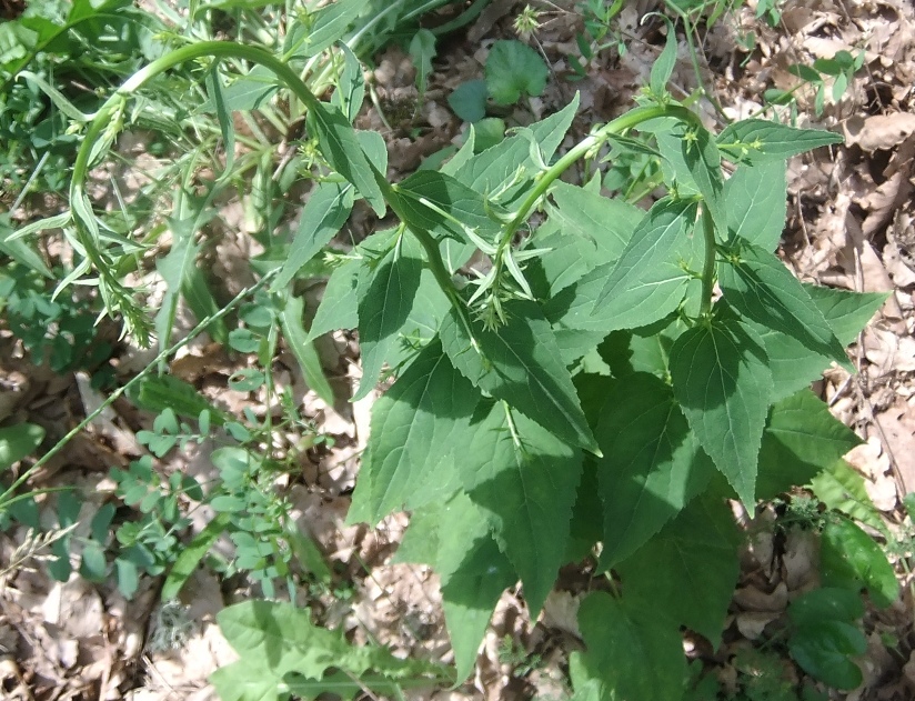 Image of Campanula rapunculoides specimen.