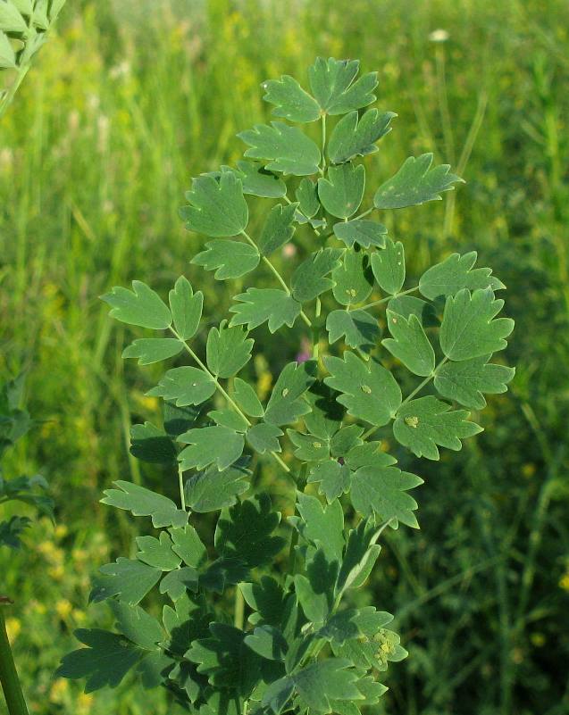 Image of Thalictrum appendiculatum specimen.