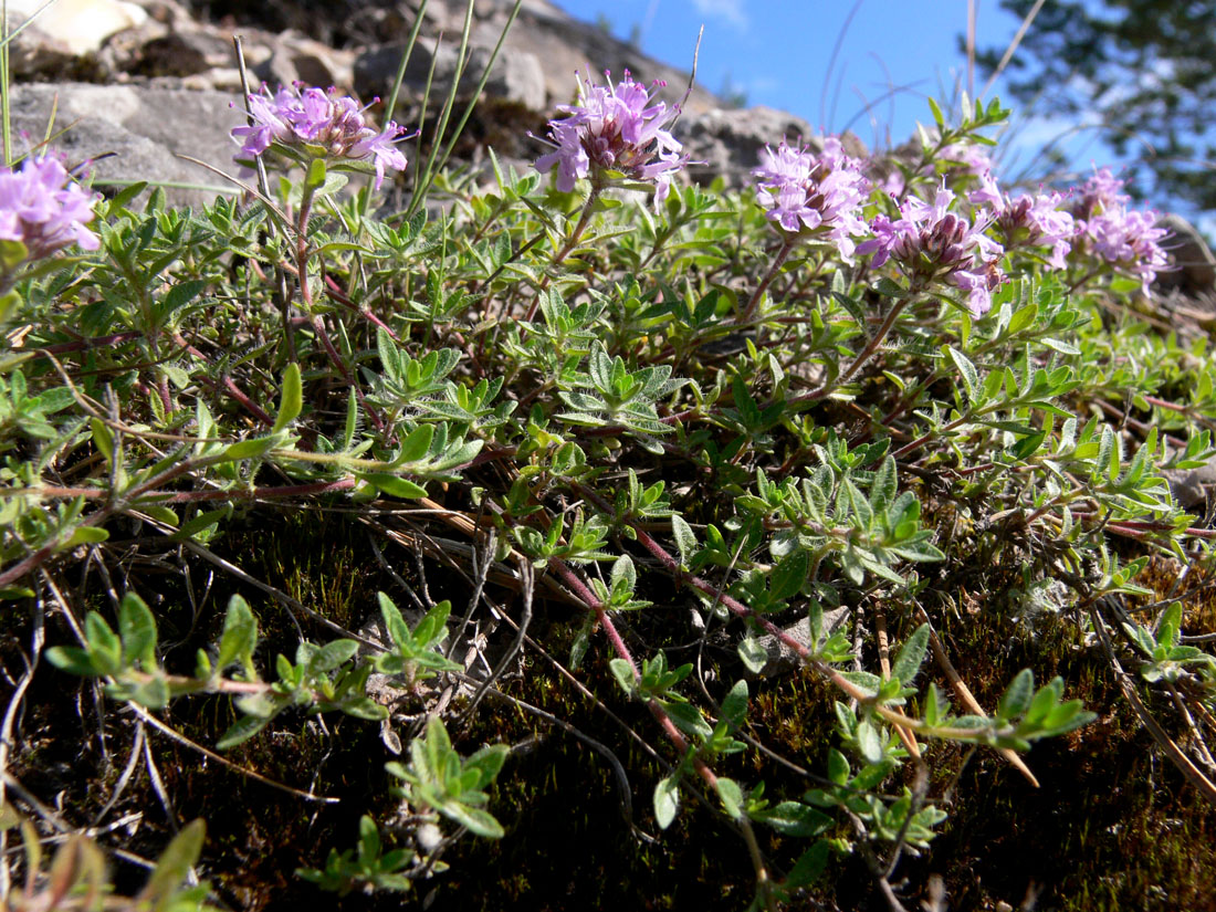 Изображение особи Thymus hirticaulis.