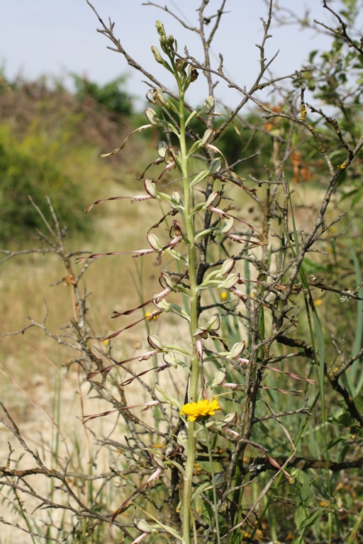 Изображение особи Himantoglossum caprinum.