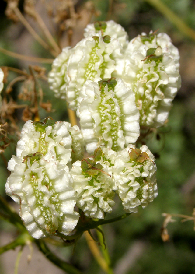 Image of Prangos pabularia specimen.