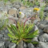 род Taraxacum. Цветущее растение. Полярный Урал, берег Малой Лагорты. 03.08.2011.