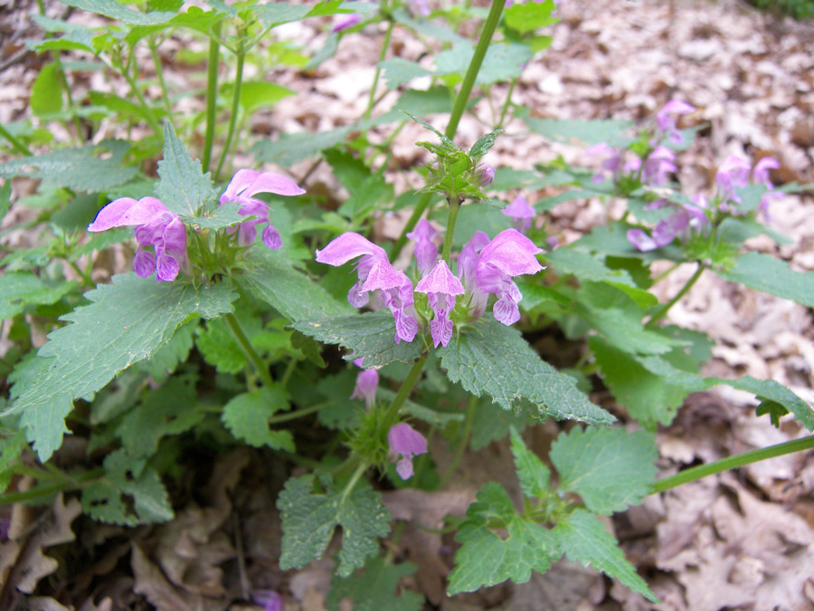 Image of Lamium maculatum specimen.