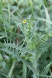 Sonchus asper