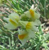 Linaria buriatica. Соцветие. Читинская обл., Ононский р-н, оз. Зун-Торей, кордон Тэли. 22.07.2011.