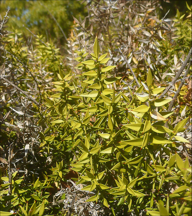 Image of Ruscus aculeatus specimen.