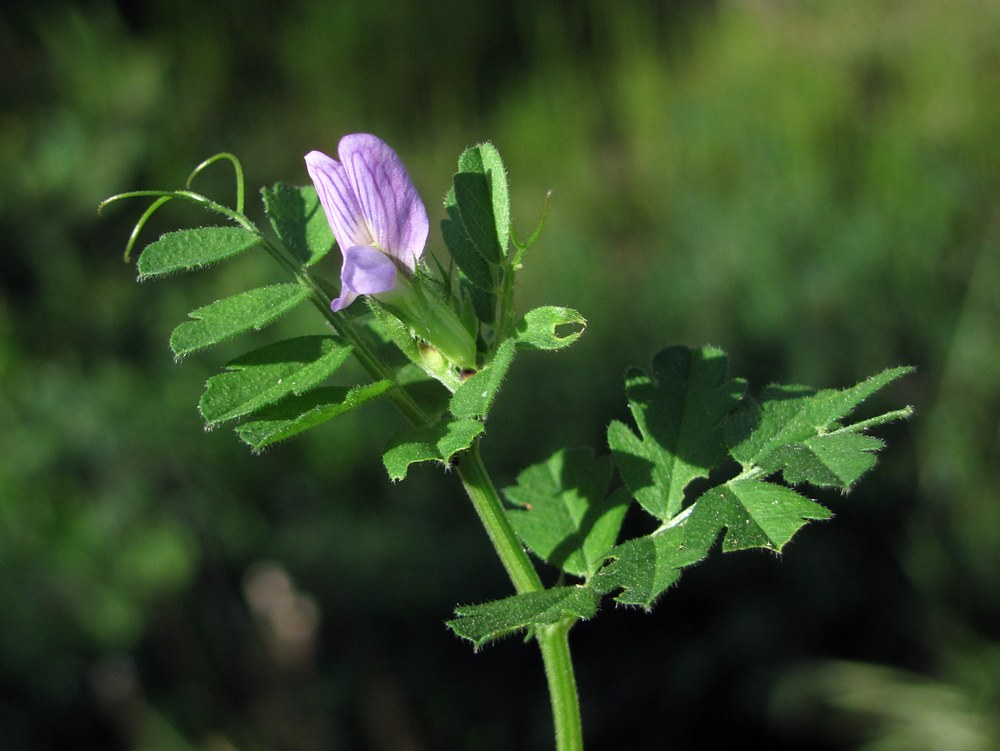 Image of Vicia incisa specimen.