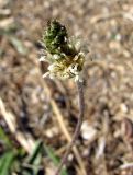 Plantago dubia. Соцветие. Зап. Крым, г. Саки, пустырь у детского оздоровительного лагеря \"Прибрежный\". 24.08.2011.