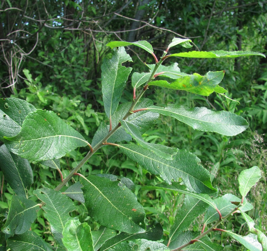 Image of Salix &times; laurina specimen.