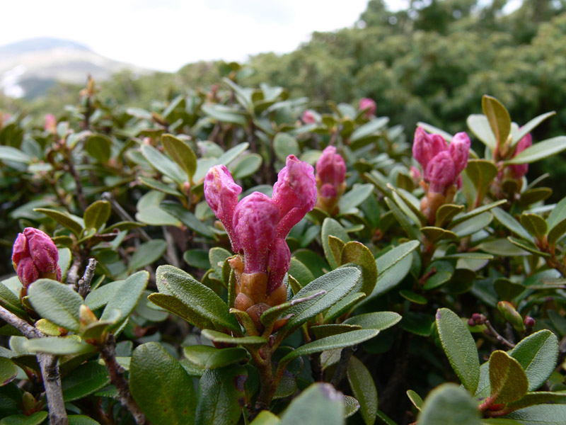 Image of Rhododendron kotschyi specimen.