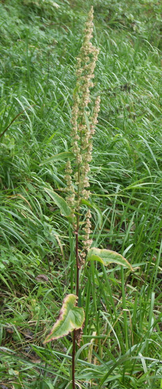 Image of Rumex aquaticus specimen.