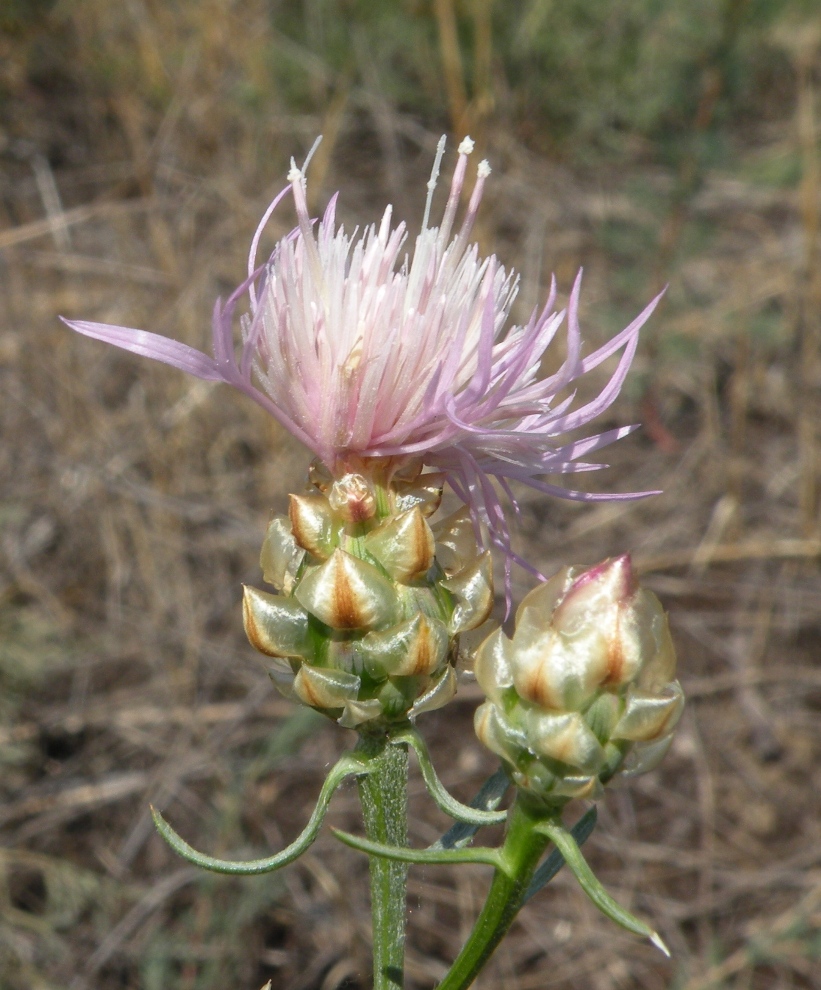 Изображение особи Centaurea konkae.