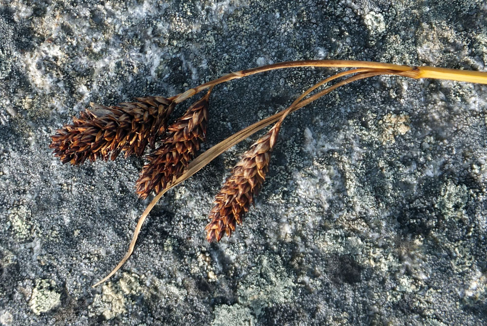 Image of Carex atrata specimen.