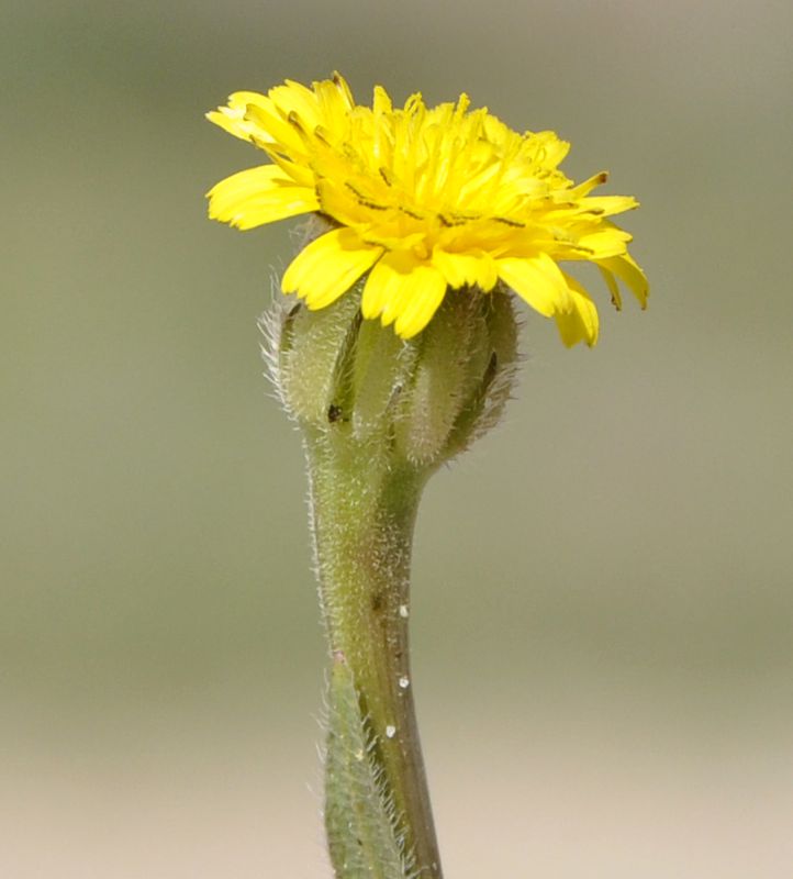 Image of Hedypnois rhagadioloides specimen.