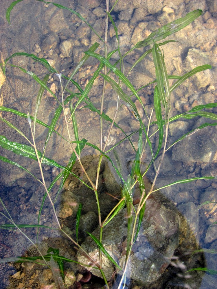 Image of Potamogeton gramineus specimen.