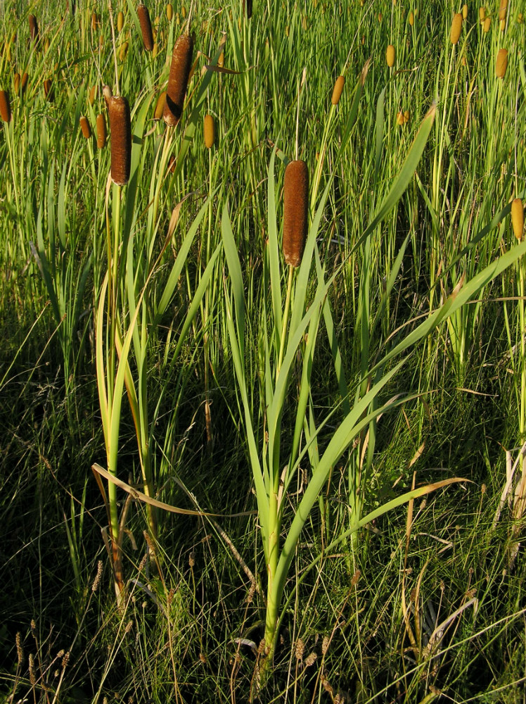 Изображение особи Typha latifolia.