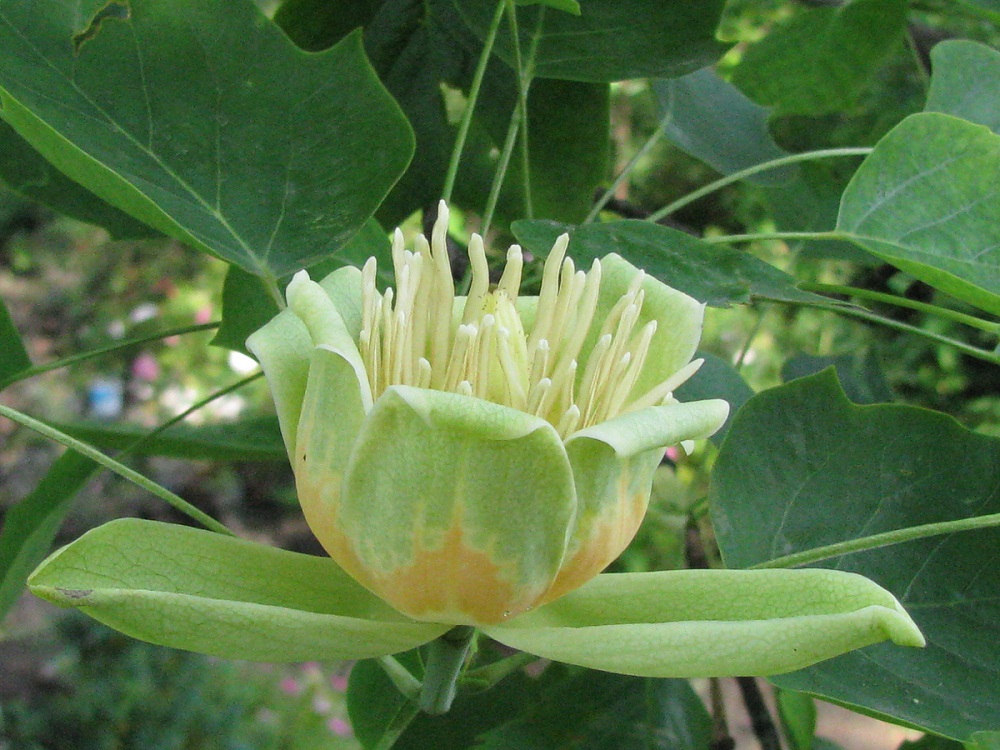 Image of Liriodendron tulipifera specimen.