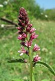 Lysimachia dubia