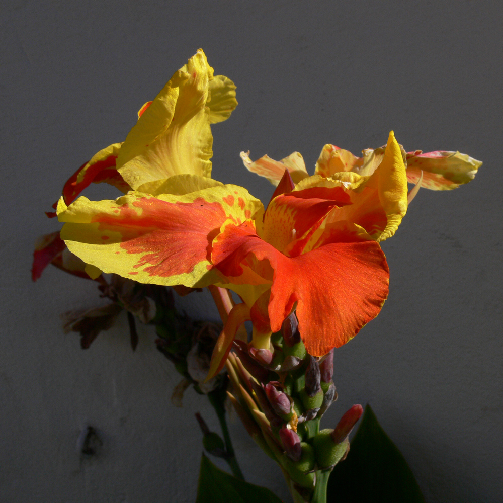 Image of genus Canna specimen.