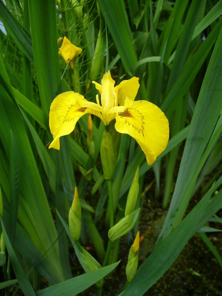 Image of Iris pseudacorus specimen.