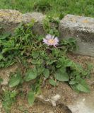 Centaurea pullata