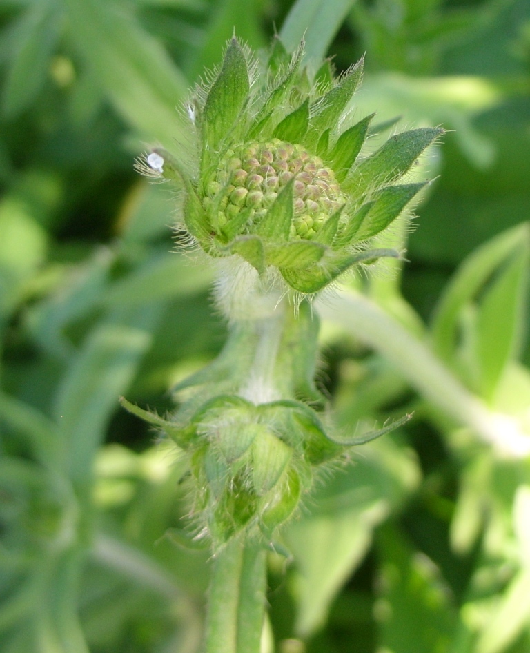 Image of Knautia arvensis specimen.