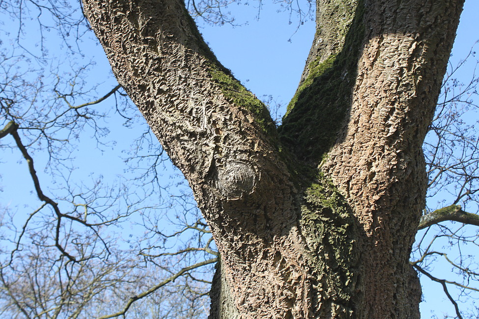 Image of Phellodendron amurense specimen.