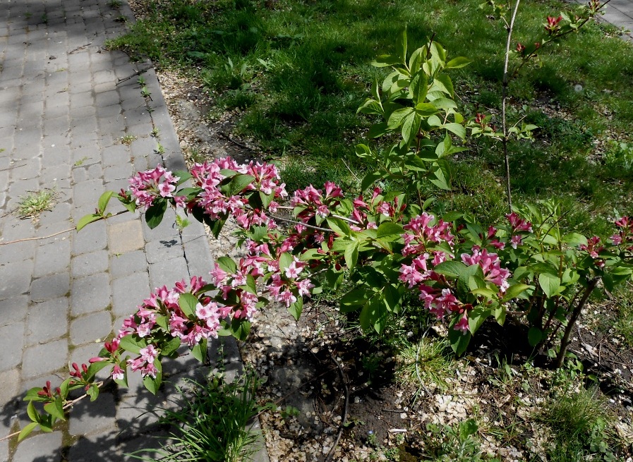 Image of genus Weigela specimen.