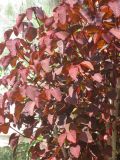 Смотреть изображение Euphorbia cotinifolia