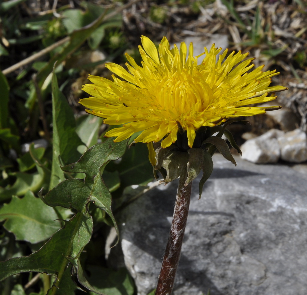 Image of genus Taraxacum specimen.