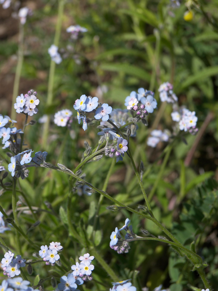 Image of Myosotis lithospermifolia specimen.