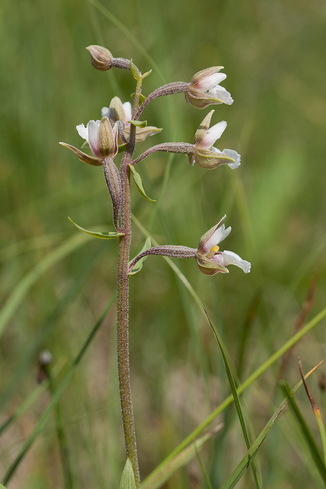 Изображение особи Epipactis palustris.