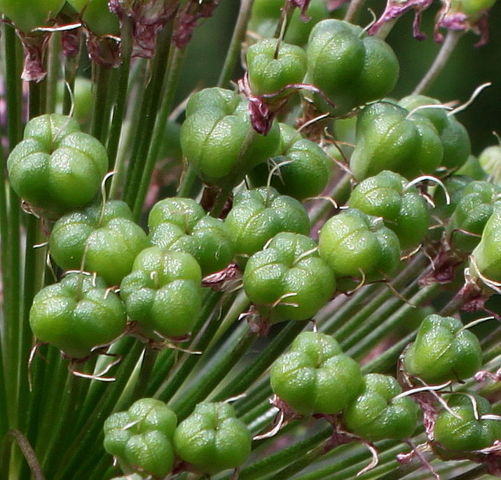 Image of Allium aflatunense specimen.