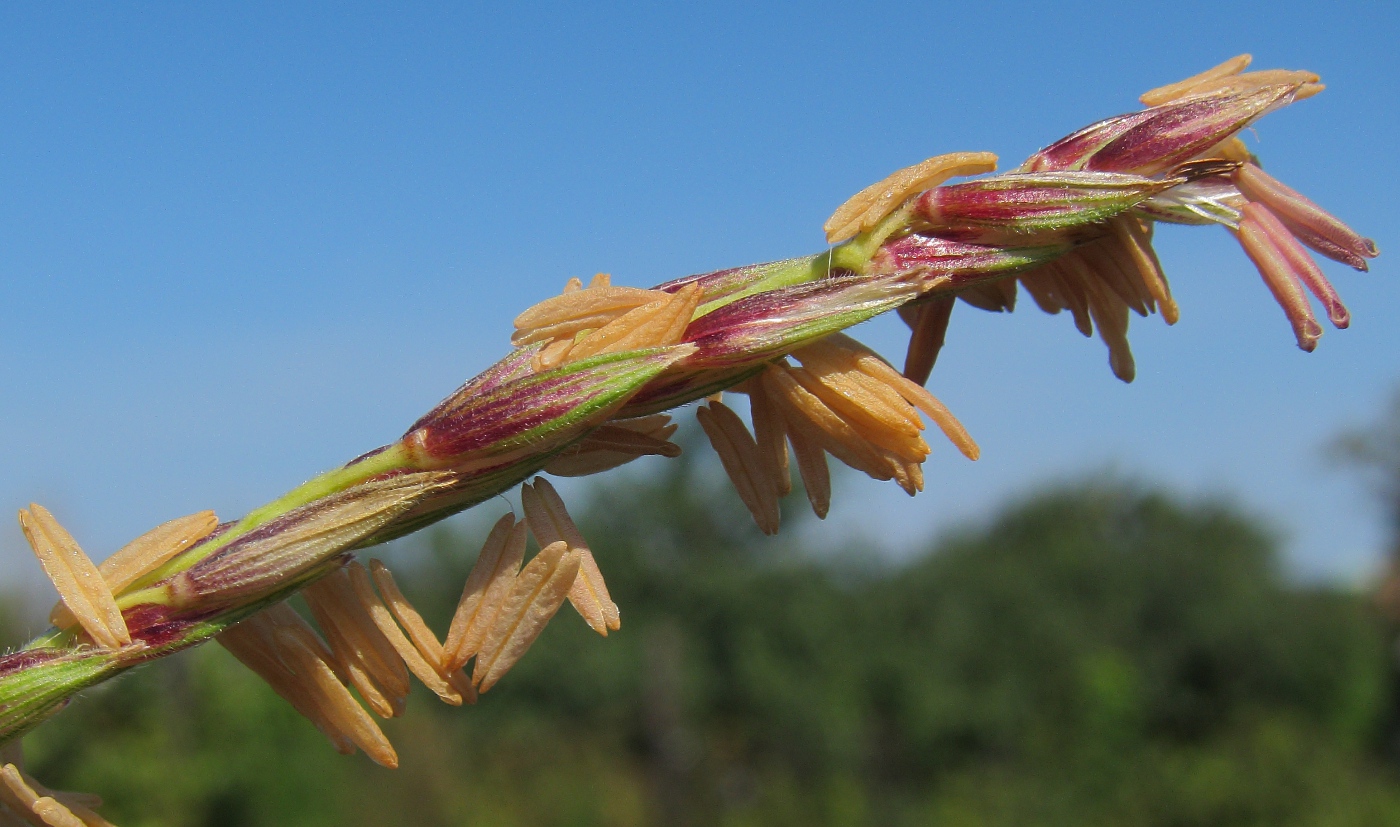 Изображение особи Zea mays.