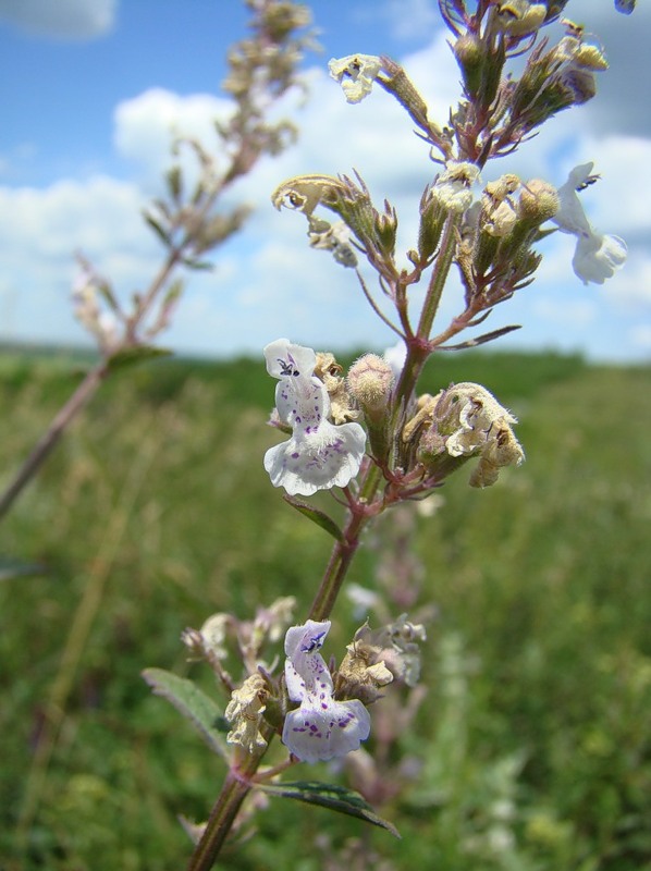 Image of Nepeta nuda specimen.