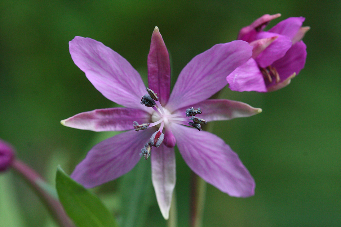 Image of Chamaenerion latifolium specimen.