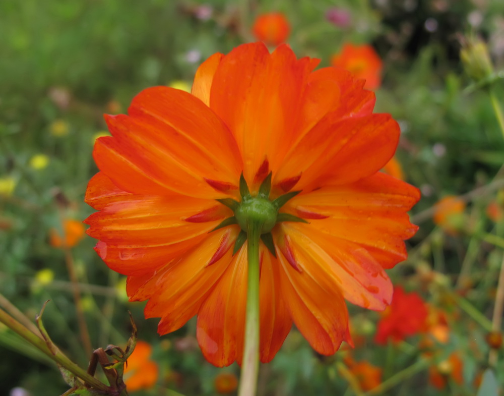 Изображение особи Cosmos sulphureus.