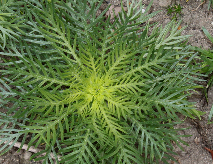 Image of Ipomopsis rubra specimen.