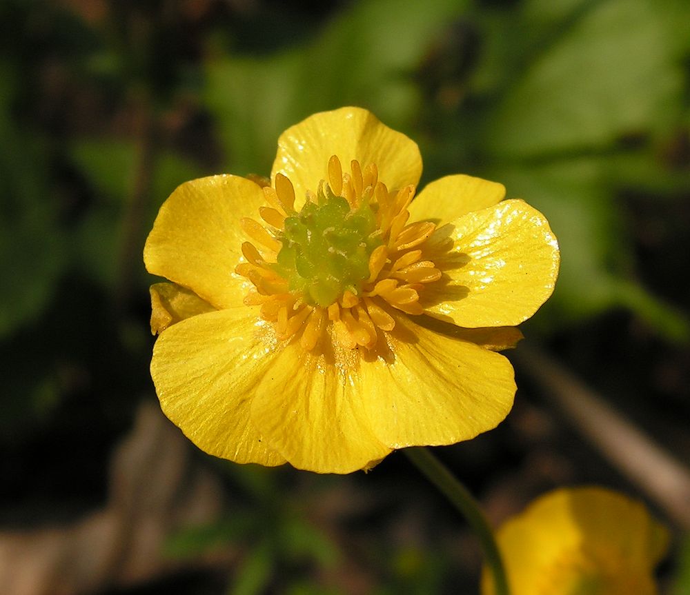 Изображение особи Ranunculus franchetii.