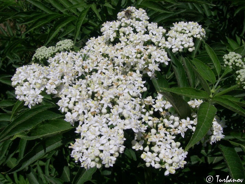 Image of Sambucus ebulus specimen.