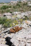 Ferula karataviensis. Цветущее растение. Южный Казахстан, горы Каракус. 16.05.2013.
