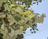 Hibiscus tiliaceus. Ветвь цветущего дерева. Таиланд, остров Тао. 27.06.2013.