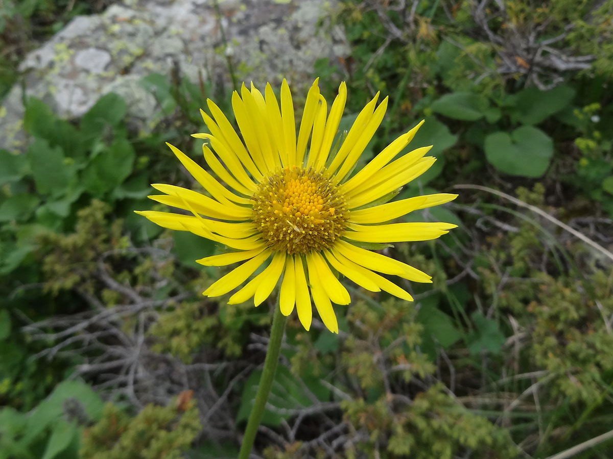 Image of Doronicum turkestanicum specimen.