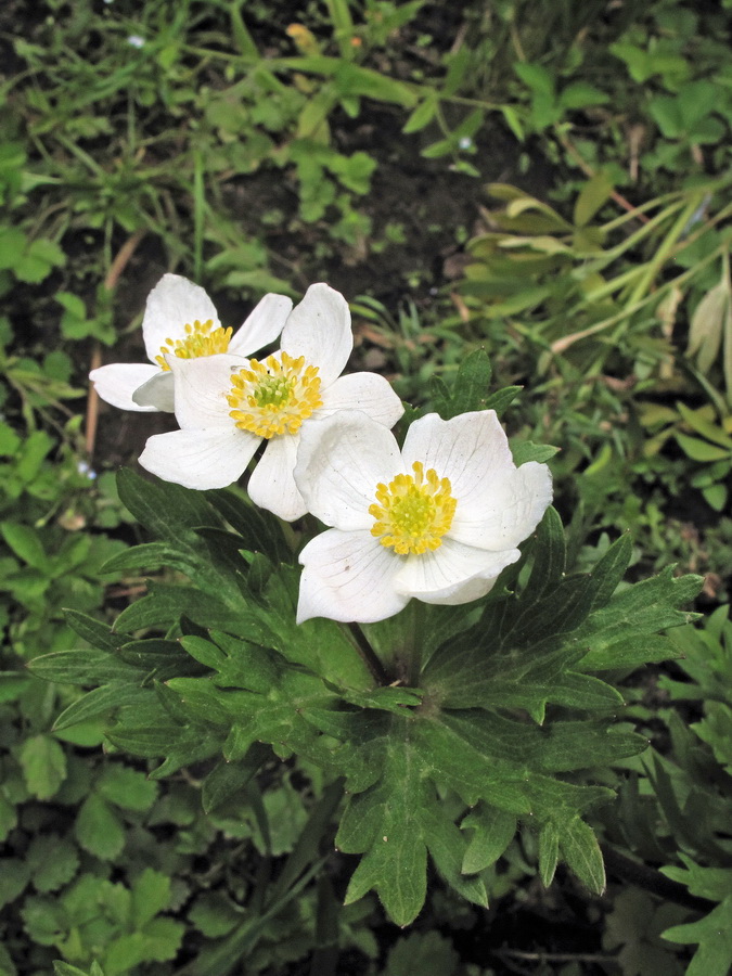 Image of genus Anemonastrum specimen.