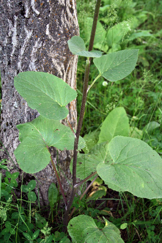 Image of Ligularia thomsonii specimen.